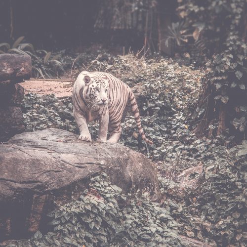 A fábula do tigre: O Outro e a “produção” de carne na atualidade
